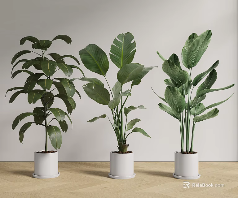 Green Potted Plants with Large Leaves in White Pots Against Light Wall and Wooden Floor 3d model 