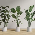 Green Potted Plants with Large Leaves in White Pots Against Light Wall and Wooden Floor
