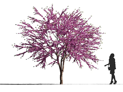 Blooming Tree With Purple Flowers And Woman Silhouette In Outdoor Landscape Scene 3d model