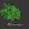 Woman Standing Under Green Tree With Sword On Grassy Area With Stones