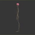 3D Anatomical Medical Device For Human Skeleton And Nervous System Visualization