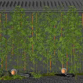 Bamboo Plants In Landscape With Dark Wall Stones Moss And Lights