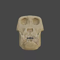 Realistic 3D Model of Ape Skull Showing Anatomical Structure Details