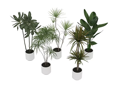Indoor Green Plant Combination With Various Leafy Species Potted In White Pots For Home Decor 3d model