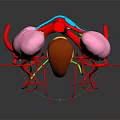 Anatomical 3D Model of Human Kidneys With Blood Vessels and Adrenal Gland