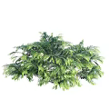 Green Shrub Plants With Lush Foliage For Garden Landscaping Design
