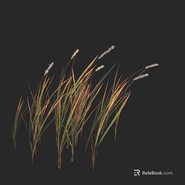Tall Grasses with Slender Leaves and White Flower Spikes on Black Background 3d model 