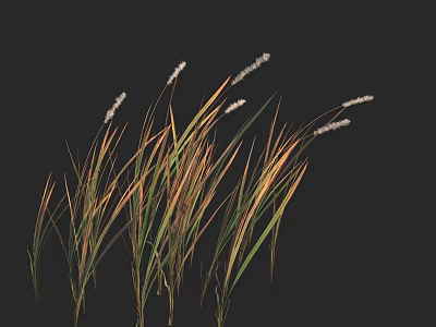 Tall Grasses with Slender Leaves and White Flower Spikes on Black Background 3d model