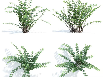 Fresh Green Plants With Lush Foliage In Multiple Pots And Various Growth Angles 3d model