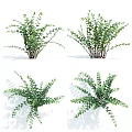 Fresh Green Plants With Lush Foliage In Multiple Pots And Various Growth Angles