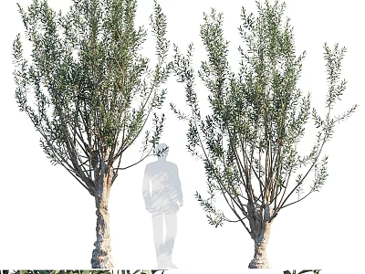 Slender Garden Trees with Lush Foliage for Natural Outdoor Garden Features 3d model