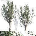 Slender Garden Trees with Lush Foliage for Natural Outdoor Garden Features