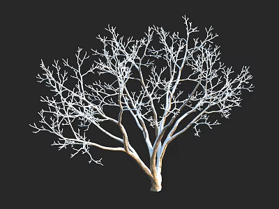 Bare Branched Tree With White Trunk Isolated On Black Background 3d model