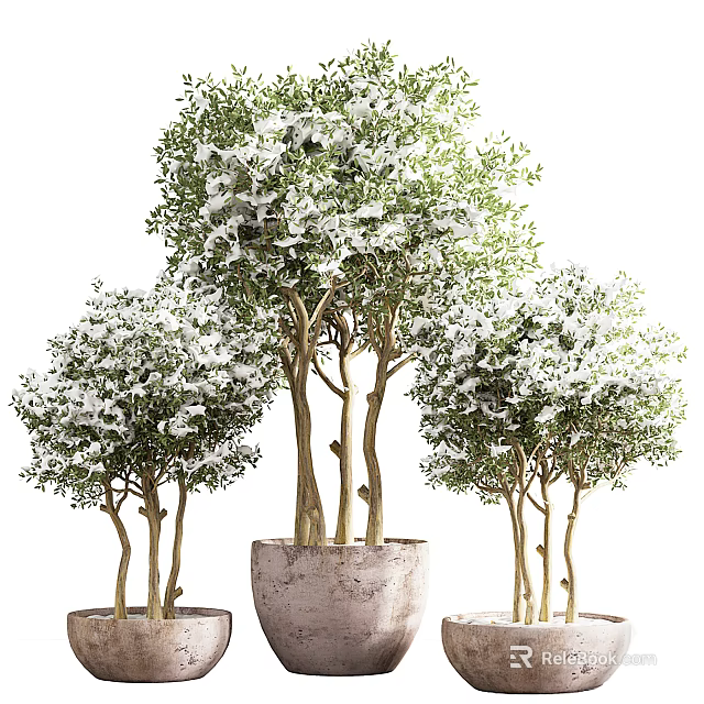 Decorative Bonsai Plants With White Flowers In Concrete Pots And Multiple Trunks 3d model 