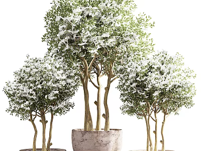 Decorative Bonsai Plants With White Flowers In Concrete Pots And Multiple Trunks 3d model