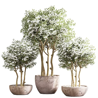 Decorative Bonsai Plants With White Flowers In Concrete Pots And Multiple Trunks 3d model