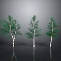 Three Trees With White Trunks Green Leaves On Black Ground Gray Background Reflections