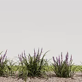 Purple Flowers With Green Long Leaves And Stones In Grassy Natural Setting