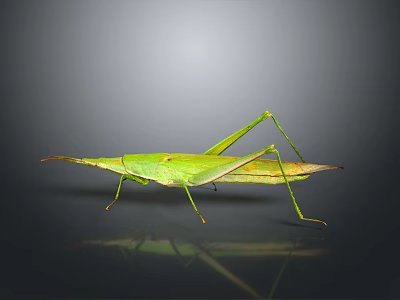 Green Grasshopper With Long Antennae Slender Legs And Reflection On Gray Background 3d model