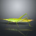 Green Grasshopper With Long Antennae Slender Legs And Reflection On Gray Background 3d model