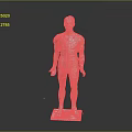 Human Body Model Showing Anatomical Organs And Hair Structure Left Right Comparison