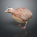 Realistic Quail Featuring Brown And Beige Patterned Feathers Dark Head Markings Standing On Dark Background