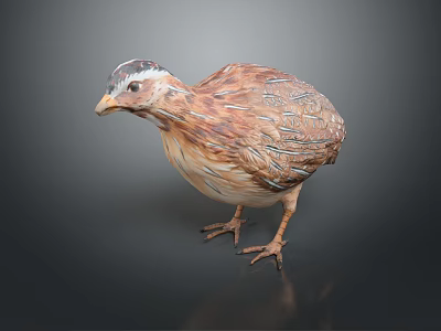 Realistic Quail Featuring Brown And Beige Patterned Feathers Dark Head Markings Standing On Dark Background 3d model
