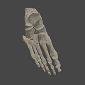 Detailed Human Foot Skeletal Anatomical Model Structure On Dark Background 3d model