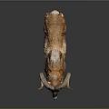Brown Ram Taxidermy With Large Curved Horns Standing On Dark Background With Reflection