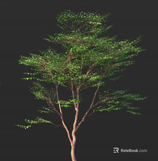 Lush Deciduous Tree With Green Leaves And Brown Trunk Isolated On Black Background 3d model 