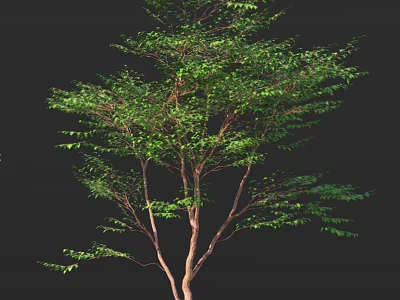 Lush Deciduous Tree With Green Leaves And Brown Trunk Isolated On Black Background 3d model