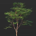 Lush Deciduous Tree With Green Leaves And Brown Trunk Isolated On Black Background