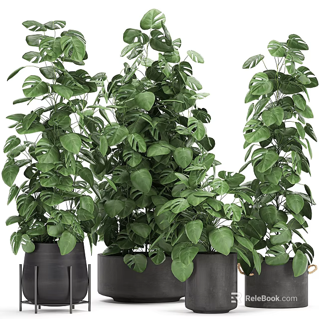 Multiple Lush Green Potted Bonsai Plants With Broad Leaves In Black Pots 3d model 