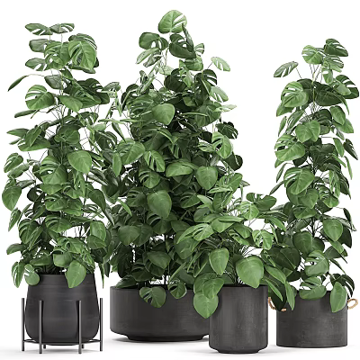 Multiple Lush Green Potted Bonsai Plants With Broad Leaves In Black Pots 3d model