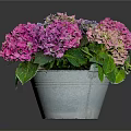Colorful Hydrangea Flowers Arrangement In Metal Pot With Purple Pink Blooms And Green Leaves