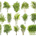 Varieties Of Bamboo Trees In Different Growth Forms 3d model