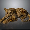 Leopard With Spotted Fur Lying on Dark Shiny Surface Showing Relaxed Posture and Reflection 3d model