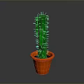 Tall Green Cactus With Thorns In Orange Pot On Gray Background