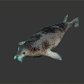 Modern Seal Marine Animal Anime Character Game Character 3d model