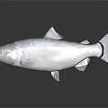 Whole Fresh Salmon Fish with Silver Body and Black Spots on Dark Background with Reflection