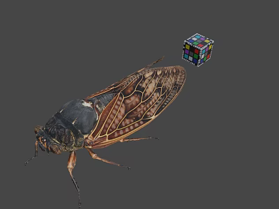 Detailed Cicada with Patterned Wings and Colorful Rubik's Cube on Gray Background 3d model