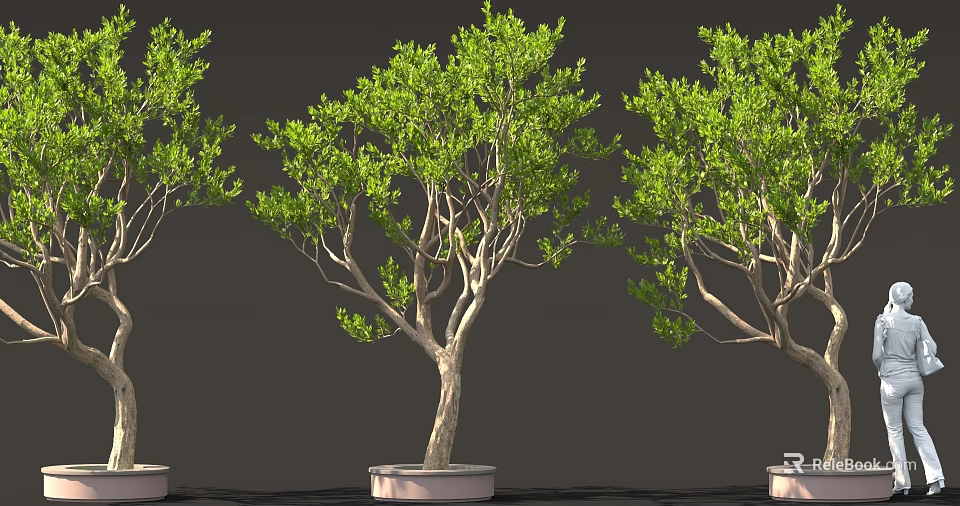 Lush Green Potted Trees With Slender Trunks In White Pots Against Dark Background 3d model 