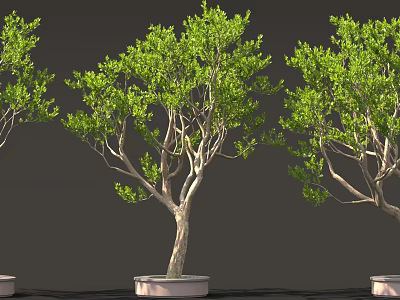 Lush Green Potted Trees With Slender Trunks In White Pots Against Dark Background 3d model