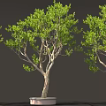 Lush Green Potted Trees With Slender Trunks In White Pots Against Dark Background