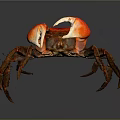 Vibrant Red And Orange Crab With Large Claws Isolated On Gray Background Close Up View