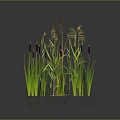 Green Aquatic Plants With Cattails Lily Pads Reeds And Floating Leaves In Wetland