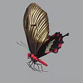 Detailed Butterfly with Golden Wings Intricate Patterns Black Body Red Spots and Pointed Tail
