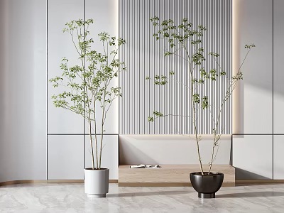 Bonsai Potted Plants In White And Brown Pots For Modern Interior Decor 3d model