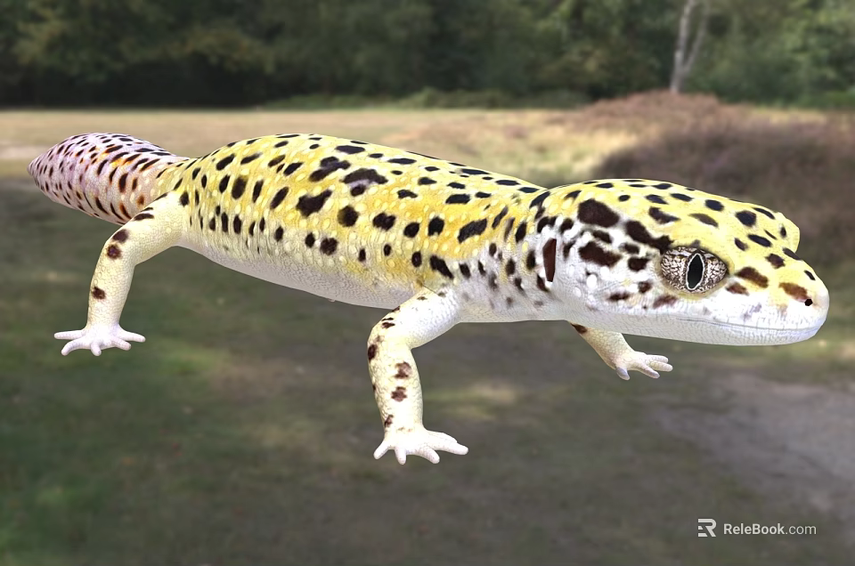 Spotted Reptile Leopard Gecko In Natural Habitat 3d model 