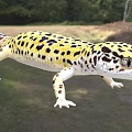 leopard print lizard tiger leopard gecko animal 3d model